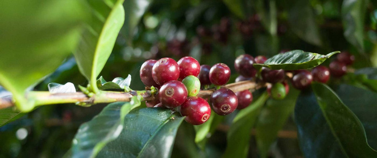 Contact us Humble Cup Coffee Co.